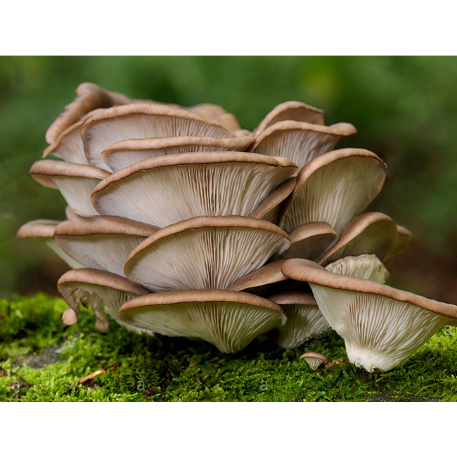Organic Oyster Mushroom Powder Pleurotus Ostreatus Extract Powder 11